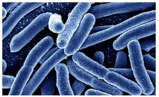 食源性大肠杆菌O157 H7感染现状及常规检测方法